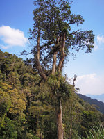 Benstonea epiphytica  on an isolated tree of a forest remnant, Genting Highlands, Malaysia