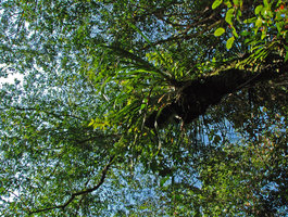 Pandanus epiphyticus, on a tree branch overhanging the Temburong river, Brunei, Borneo