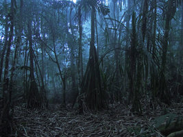 Pandanus forest at dusk, Mahawu, North Sulawesi