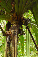 Pandanus joskei, old axillary inflorescence under the apical leaf rosette, Colo-I-Suva, Viti Levu, Fiji