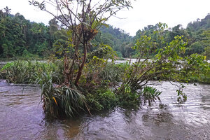 Benstonea thwaitesii and a clump of Lagenandra ovata as rheophytes, Kelani Ganga river, Kitulgala, Sri Lanka
