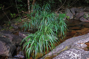 Benstonea thwaitesii as a rheophyte on the rocky banks of a forest stream, Makandawa, Kitulgala, Sri Lanka