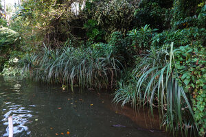 Benstonea thwaitesii on the banks of the Kelani Ganga river, Kitulgala, Sri Lanka