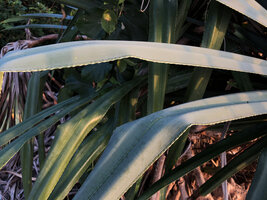 Pandanus kirkii, leaves, Kigomasha peninsula, Pemba, Tanzania
