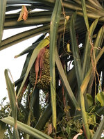 Pandanus kirkii on sea shore, hanging infructescence at sunset, Kigomasha peninsula, Pemba, Tanzania