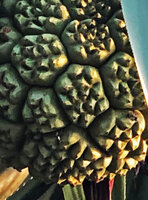 Pandanus kirkii, phalanges of drupes, Kigomasha peninsula, Pemba, Tanzania