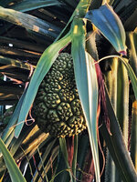 Pandanus kirkii, phalanges of maturing drupes, Kigomasha peninsula, Pemba, Tanzania