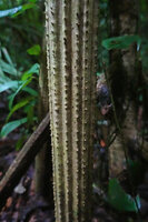 Pandanus krauelianus, longitudinally grooved stilt root, each crest being spiny due to aborted lateral roots, Manusela NP, 300 m asl, Seram, Moluccas