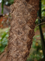 Pandanus macrocarpus, lozangic scars of the detached drupe phalanges along the dry infructescence axis, Port Boise, New Caledonia