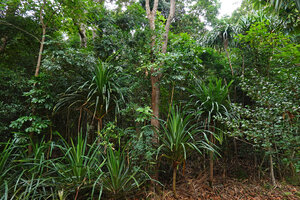 Pandanus macrocarpus, population close to seashore, Port Boise, New Caledonia