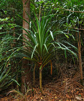 Pandanus macrocarpus, unbranched young individual, Port Boise, New Caledonia