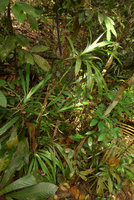 Pandanus parvus, erect stems ending in almost plagiotropic terminal leaf rosette, Mac Ritchie, Singapore