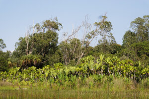 Pandanus platyphyllus, Pandanus rollotii and Pandanus utilis in the background with Typhonodorum lindleyanum in the foreground, Manambato, Canal des Pangalanes, Madagascar