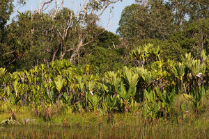 Pandanus platyphyllus, Pandanus rollotii and Typhonodorum lindleyanum in the foreground, Manambato, Canal des Pangalanes, Madagascar