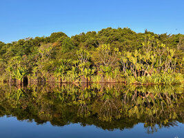Pandanus platyphyllus, Pandanus rollotii and Typhonodorum lindleyanum reflection in black water, Manambato, Canal des Pangalanes, Madagasca