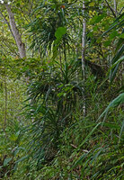 Pandanus polycephalus, a clump on steep bank just above the Danau Wai Ela, Lima, Ambon, Moluccas
