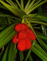 Pandanus polycephalus, hanging cephaliums, each one made of multiple bright red drupes, Yenbeser, Waigeo, Raja Ampat, West Papua