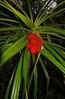 Pandanus polycephalus, mature hanging infructescence made of six cephaliums each constitudes of bright red drupes, Yenbeser, Waigeo, Raja Ampat, West Papua