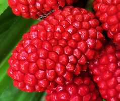 Pandanus polycephalus, one cephalium made of basally coalescent bright red drupes, Yenbeser, Waigeo, Raja Ampat, West Papua