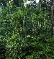 Pandanus polycephalus on wet ground, Warsambin, Waigeo, Raja Ampat, West Papua