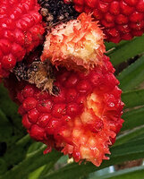 Pandanus polycephalus, pulpy juicy red upper part of each drupe eaten by animals, probably birds or bats, Yenbeser, Waigeo, Raja Ampat, West Papua