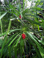 Pandanus polycephalus, two stems with terminal hanging mature bright red infructescences, Yenbeser, Waigeo, Raja Ampat, West Papua