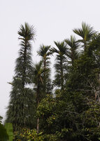 Pandanus pulcher, Mantadia, Madagascar
