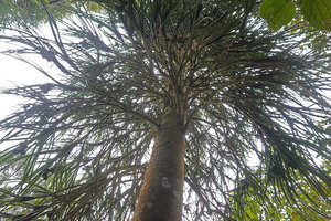 Pandanus pulcher, spiral insertion of the lateral branches along the trunk, Anjozorobe, Madagascar