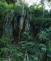Pandanus rabaiensis and Dracaena aletriformis on a rocky slope in disturbed primary forest, East Usambara, 300 m asl, Tanzania
