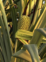 Pandanus rabaiensis, erect infructescence, Kigomasha peninsula, Pemba, Tanzania