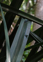Pandanus rabaiensis leaf with the dwarf blue gecko, Lygodactylus williamsi, Kimboza FR, Uluguru, Tanzania