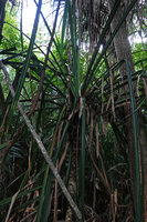 Pandanus rabaiensis leafy crown, the habitat of the dwarf blue gecko, Lygodactylus williamsi, Kimboza FR, Uluguru, Tanzania