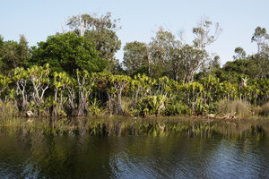 Pandanus rollotii dense population and some young Pandanus platyphyllus, Manambato, Canal des Pangalanes, Madagascar