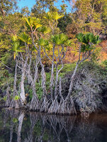 Pandanus rollotii, Manambato, Canal des Pangalanes, Madagascar