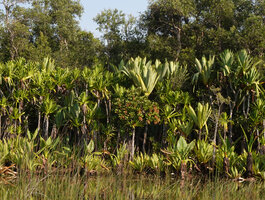 Pandanus rollotii, Pandanus platyphyllus, Typhonodorum lindleyanum , Manambato, Canal des Pangalanes, Madagascar