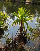 Pandanus rollotii, young individual with numerous narrow stilt roots appearing along the vertical stem, Manambato, Canal des Pangalanes, Madagascar
