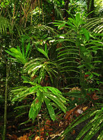 Pandanus parvus with very long acumens at the leaf tips, Selangor, Malaysia