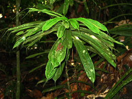 Pandanus parvus with very long acumens at the leaf tips, Selangor, Malaysia