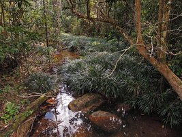 Pandanus sp., a dwarf species creating huge vegetative clumps along forest stream, Endau Rompin, Malaysia