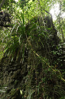 Pandanus sp., a monocaulous species producing vegetative plantlets all along its trunk, Maros, South Sulawesi