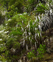 Pandanus sp. on vertical seeping sandstone cliff, basal ramification, of the clump Harau valley, West Sumatra