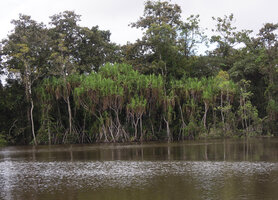 Pandanus sp. population along the Karawari river, Sepik, Papua New Guinea