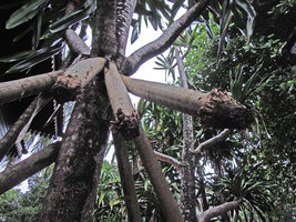 Pandanus stilt roots, Redang, Malaysia
