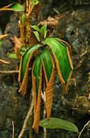 Paraboea acutifolia detail of the reviviscent inward curling leaves, Langkawi, Malaysia