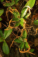 Paraboea acutifolia with reviviscent inward curling leaves in the mid dry season, Langkawi, Malaysia