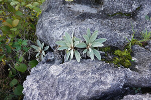 Paraboea cf. mataensis, densely lanate leaves in whorls of four, Buntu Burake, 1050 m asl, Makale, South Sulawesi