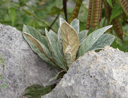 Paraboea cf. mataensis, densely lanate silver grey rosetted leaves, Buntu Burake, Makale, South Sulawesi