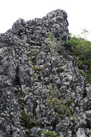 Paraboea cf. mataensis, population of silver tomentose rosetted leaves covering the fully exposed vertical cliff of a karst tower, Buntu Burake, 1050 m asl, Makale, South Sulawesi