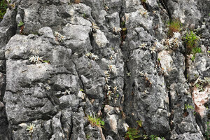 Paraboea cf. mataensis, rosetted individuals almost cryptic on the vertical karst cliff due to the silvery white colour of the densely hairy leaves similar to the colour of the eroded rocks, Buntu Burake, Makale, South Sulawesi