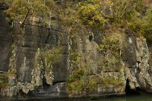 Paraboea lanata populations on sea exposed limestone cliff, Langkawi, Malaysia